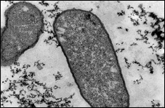 Figure 3: Magnetic nanofactories (click for caption).