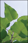 Poplar Leaves