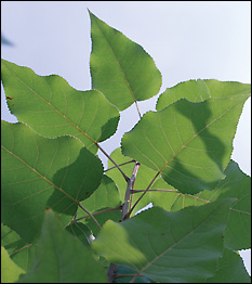 Poplar Leaves